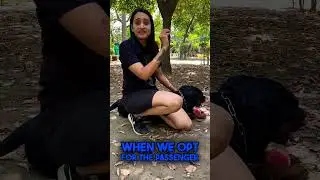 Good News For All Pet Parents. Travel With Dogs In India. #shorts  #rottweiler  #viral #dogs