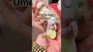 Parrot Egg or Omelette? 🦜🥚 #shorts #parrots