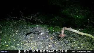 Suspect Game Camera - Bosuil & Steenmarter