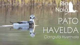 Pato Havelda (Clangula hyemalis) en la Lagoa de San Pedro de Muro (Porto do Son). R&iacute;a de Noia