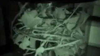 Stick Insects, time elapse