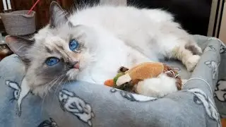 Blue eyed cat bites cat mom's finger while high on catnip | 4K