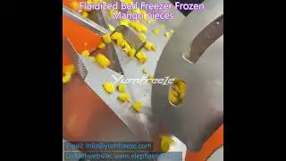 IQF Fluidized Bed Freezer Freezing Mango