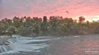 Утро на реке Брукс (Аляска) - Morning on the Brooks River (Alaska)