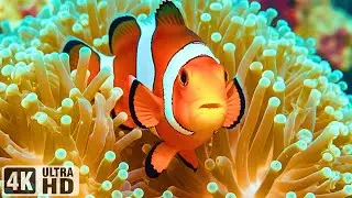 The Best 4K Aquarium - Explore the Stunning World of Sea Jellyfish & Beautiful Coral Reef Fish #2