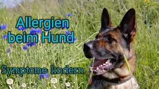 Allergien beim Hund | Symptome lindern | Lokis Allergie Update