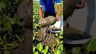 Catching Live Catfish Using Plastic Bottle Trap | Traditional Village Fishing Method #catfishfishing