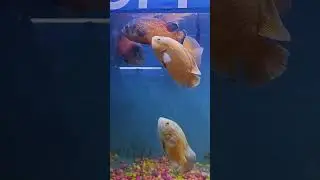 Dimapur mela 2025 Fish tunnel Aquarium #dimapur 