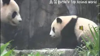 【片頭1分鐘精彩畫面】圓寶寶寶今天超乖巧,接近下班時間就自動下樹,跟著媽媽來到門邊等回家|熊貓貓熊The Giant Panda Yuan Yuan and Yuan Bao|台北市立動物園