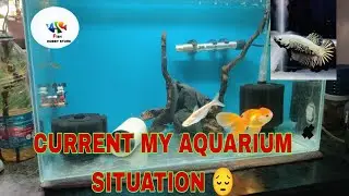 CURRENT MY AQUARIUM SITUATION 😔 | #fishkeepingtips  