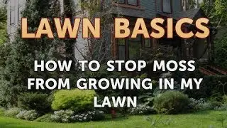 How to Stop Moss From Growing in My Lawn