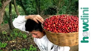Fair Trade Coffee: How to buy fair trade coffee