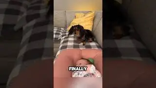 Эта собака хочет поиграть с новорожденным 😅
