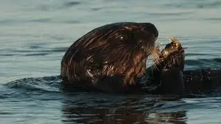Wildlife Photos/Video from the Monterey Peninsula -  January Is officially a wrap !