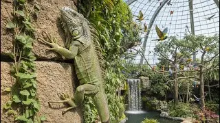 ADA IGUANA KABUR MANJAT TEMBOK!?