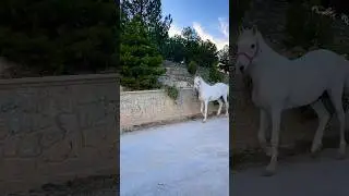 #atlar #doğagezisi #doğasever #horse #horses