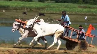 Khillari bull and ox pair running at Tergaon race