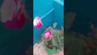 silver❤️❤️ line rose plant today blooming nikhil with pattu 🥰🥰❤️❤️