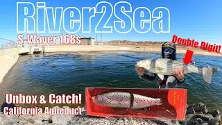 River2Sea S-Waver | Unbox & NEW PB Striped Bass Catch (California Aqueduct, 2022.)