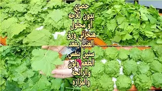 لسه بشوف ناس بتخزن ورق العنب غلط❗إلحقي هاتيه وبأفضل طريقتين خزنيه يقعد معاكي سنتين بنفس الطعم واللون