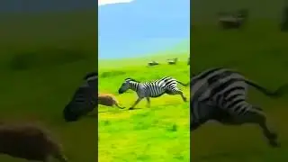 zebra vs hyena. credit unknown #short