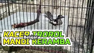 Kacer Trotol Belajar Mandi di Keramba