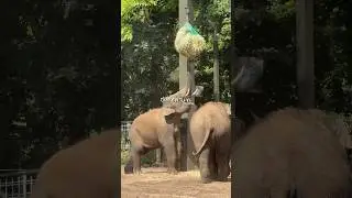 Zo was de Dierentuin in Antwerpen!