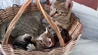 Pregnant stray cat story that will make you sad and happy!
