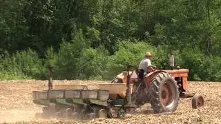 How to Plant Corn