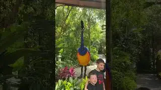 DISNEY PIXAR MOVIE UP! KEVIN MEET AND GREET IS BACK AT ANIMAL KINGDOM IN WALT DISNEY WORLD #shorts