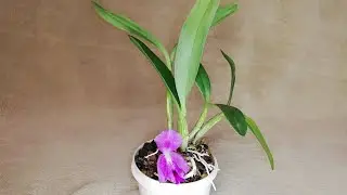 Что выросло на каттлее боурингиане. Guarianthe bowringiana.  #guarianthebowringiana