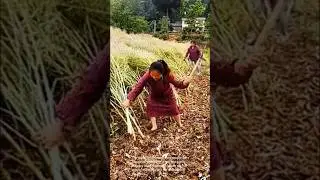 Harvesting crops with a hoe and sickle: traditional farming methods