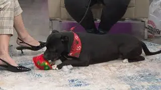 3 Plus Your Pets- East Ridge Animal Shelter