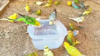 Budgies Singing | Budgies Parakeet Sounds | Budgies Drink water| Australian Parrot Eating And Drink