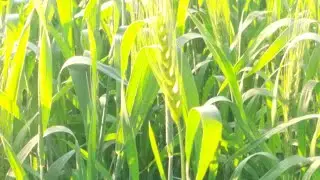 pawan meena gudha  is live #farming #foryou #live 