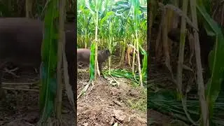 Wild boar destroying corn or maize 🌽 crops #wildanimals #boar #dangerous