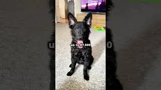 The 5 Rarest Dogs in the World #dog