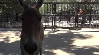 Persian onager🐴Equus hemionus onager✅Кулан туркменский