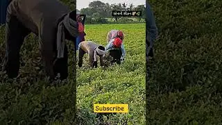 satisfying hard work in farm #work #satisfying #village #satisfying