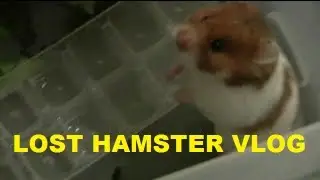 i found a lost hamster vlog - piffleshit