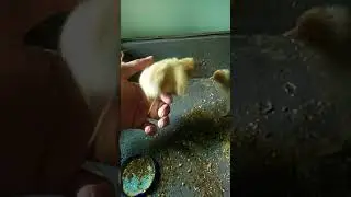 My Home... Beautiful Chicks...#Beautifulchicks #shorts