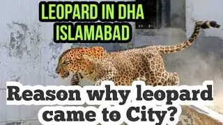 Leopard In DHA 2 Islamabad || Leopard in Islamabad