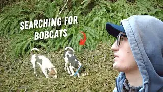 Hounds Running the Backroads of Oregon in Search of Bobcats