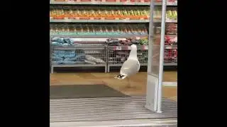 Bird caught stealing food from the grocery store