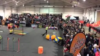 WoofJocks - Triathlon Green Team - Rebound, Zelda and Potroast