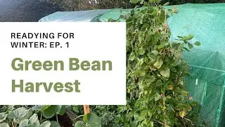 Harvesting Green Beans | Readying for Winter Ep.1