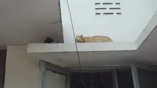 Another brown cat attack on the black cat 😼#shorts #trendingshorts #youtoubeshorts #foryou#cats