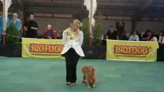 Brigitte van Gestel & Ruby - 2.place in HTM advanced