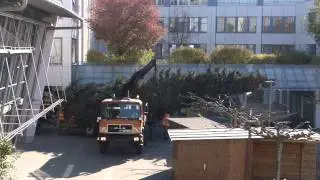 Germering: Bauhof Germering stellt Christbaum auf
