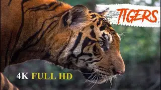 Asia Animals 4K - Scenic Wildlife Film of Beautiful and Dangerous  Tigers - do NOT mess with them -